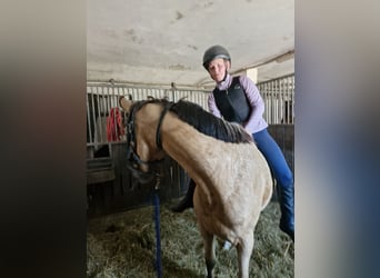 Niemiecki kuc wierzchowy, Klacz, 3 lat, 146 cm, Jelenia
