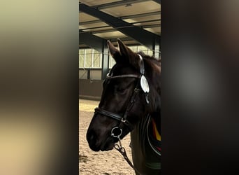Niemiecki kuc wierzchowy, Klacz, 3 lat, 146 cm, Kara