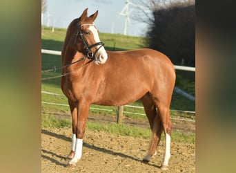 Niemiecki kuc wierzchowy, Klacz, 3 lat, 146 cm, Kasztanowata