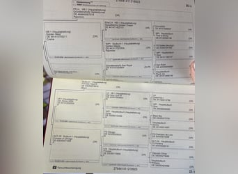 Niemiecki kuc wierzchowy, Klacz, 3 lat, 146 cm, Kasztanowata