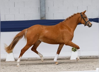 Niemiecki kuc wierzchowy, Klacz, 3 lat, 146 cm, Kasztanowata