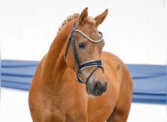 Niemiecki kuc wierzchowy, Klacz, 3 lat, 146 cm, Kasztanowata