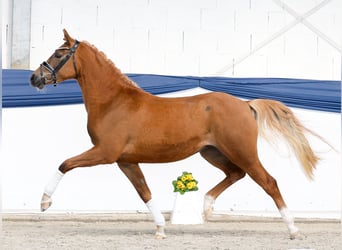 Niemiecki kuc wierzchowy, Klacz, 3 lat, 146 cm, Kasztanowata