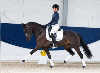 Niemiecki kuc wierzchowy, Klacz, 3 lat, 147 cm, Bułana