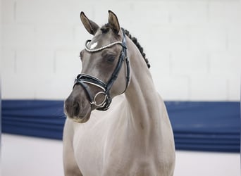 Niemiecki kuc wierzchowy, Klacz, 3 lat, 147 cm, Bułana