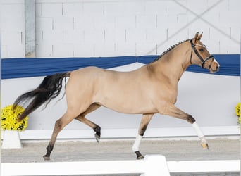 Niemiecki kuc wierzchowy, Klacz, 3 lat, 147 cm, Bułana