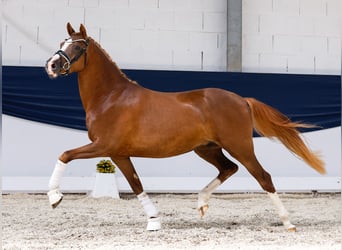 Niemiecki kuc wierzchowy, Klacz, 3 lat, 147 cm, Ciemnokasztanowata