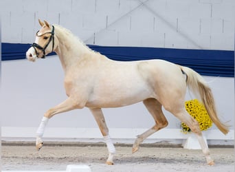 Niemiecki kuc wierzchowy, Klacz, 3 lat, 147 cm, Izabelowata