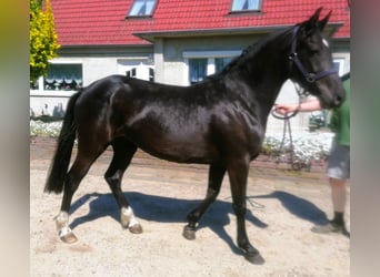 Niemiecki kuc wierzchowy, Klacz, 3 lat, 147 cm, Kara