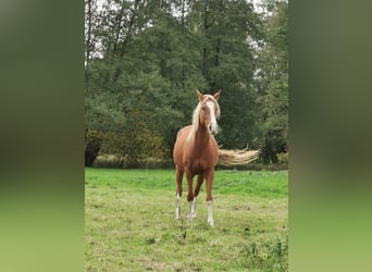 Niemiecki kuc wierzchowy, Klacz, 3 lat, 147 cm, Kasztanowata