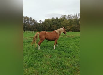 Niemiecki kuc wierzchowy, Klacz, 3 lat, 147 cm, Kasztanowata