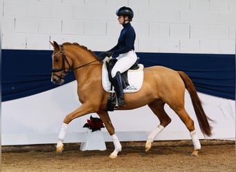 Niemiecki kuc wierzchowy, Klacz, 3 lat, 147 cm, Kasztanowata