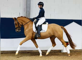 Niemiecki kuc wierzchowy, Klacz, 3 lat, 147 cm, Kasztanowata