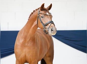 Niemiecki kuc wierzchowy, Klacz, 3 lat, 147 cm, Kasztanowata