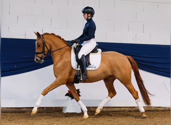 Niemiecki kuc wierzchowy, Klacz, 3 lat, 147 cm, Kasztanowata