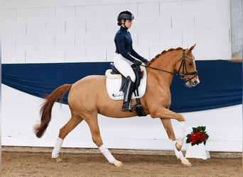 Niemiecki kuc wierzchowy, Klacz, 3 lat, 147 cm, Kasztanowata