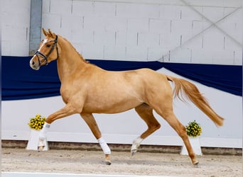 Niemiecki kuc wierzchowy, Klacz, 3 lat, 148 cm, Dunalino