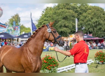 Niemiecki kuc wierzchowy, Klacz, 3 lat, 148 cm, Kasztanowata