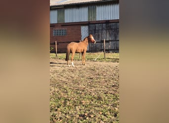 Niemiecki kuc wierzchowy, Klacz, 3 lat, 148 cm, Kasztanowata