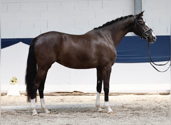 Niemiecki kuc wierzchowy, Klacz, 3 lat, 149 cm, Bułana