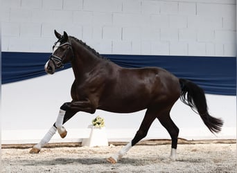 Niemiecki kuc wierzchowy, Klacz, 3 lat, 149 cm, Bułana