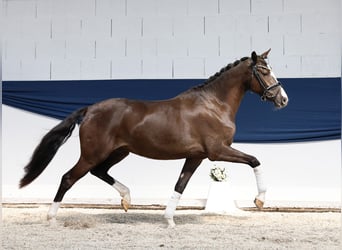 Niemiecki kuc wierzchowy, Klacz, 3 lat, 149 cm, Bułana