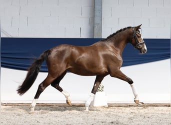 Niemiecki kuc wierzchowy, Klacz, 3 lat, 149 cm, Bułana