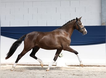 Niemiecki kuc wierzchowy, Klacz, 3 lat, 149 cm, Bułana