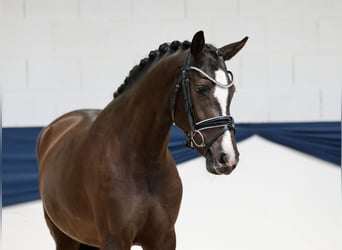 Niemiecki kuc wierzchowy, Klacz, 3 lat, 149 cm, Bułana