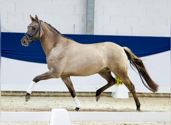 Niemiecki kuc wierzchowy, Klacz, 3 lat, 149 cm, Jelenia