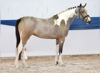 Niemiecki kuc wierzchowy, Klacz, 3 lat, 149 cm, Srokata