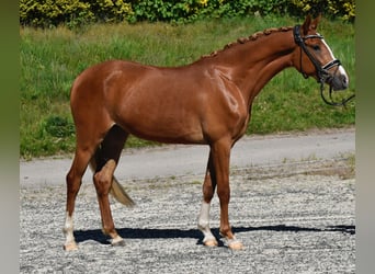 Niemiecki kuc wierzchowy, Klacz, 3 lat, 150 cm, Kasztanowata