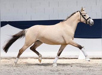 Niemiecki kuc wierzchowy, Klacz, 3 lat, 152 cm, Bułana
