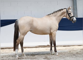 Niemiecki kuc wierzchowy, Klacz, 3 lat, 152 cm, Bułana