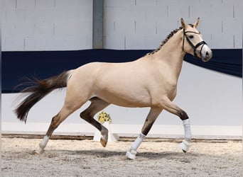Niemiecki kuc wierzchowy, Klacz, 3 lat, 152 cm, Bułana
