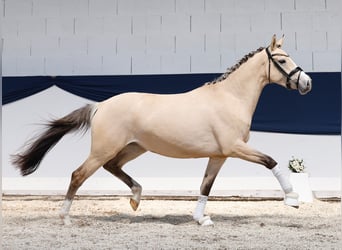 Niemiecki kuc wierzchowy, Klacz, 3 lat, 152 cm, Bułana