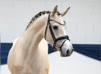 Niemiecki kuc wierzchowy, Klacz, 3 lat, 152 cm, Bułana
