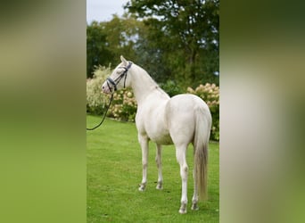 Niemiecki kuc wierzchowy, Klacz, 3 lat, 152 cm, Cremello