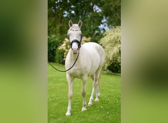 Niemiecki kuc wierzchowy, Klacz, 3 lat, 152 cm, Cremello