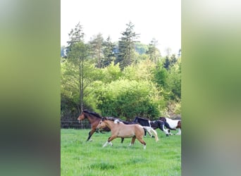 Niemiecki kuc wierzchowy Mix, Klacz, 3 lat, 153 cm, Bułana