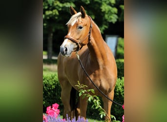 Niemiecki kuc wierzchowy, Klacz, 3 lat, 154 cm, Izabelowata