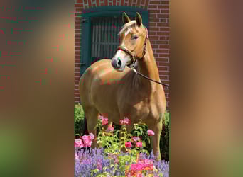 Niemiecki kuc wierzchowy, Klacz, 3 lat, 154 cm, Izabelowata