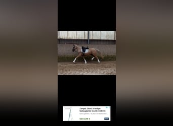 Niemiecki kuc wierzchowy, Klacz, 3 lat, 156 cm, Izabelowata
