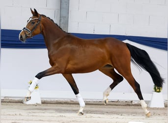 Niemiecki kuc wierzchowy, Klacz, 3 lat, 157 cm, Gniada