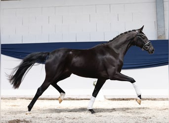 Niemiecki kuc wierzchowy, Klacz, 3 lat, 157 cm, Skarogniada