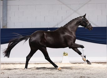 Niemiecki kuc wierzchowy, Klacz, 3 lat, 157 cm, Skarogniada