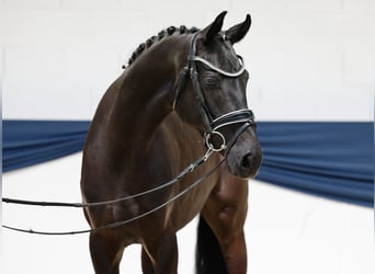 Niemiecki kuc wierzchowy, Klacz, 3 lat, 157 cm, Skarogniada