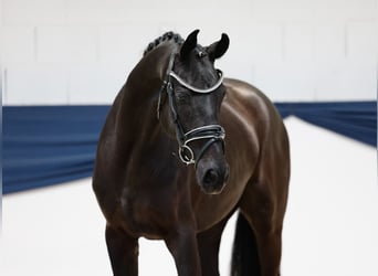 Niemiecki kuc wierzchowy, Klacz, 3 lat, 157 cm, Skarogniada