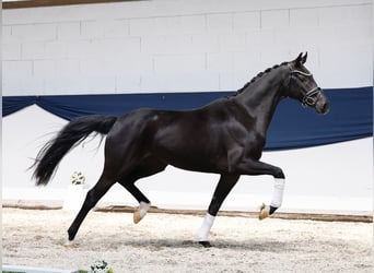 Niemiecki kuc wierzchowy, Klacz, 3 lat, 157 cm, Skarogniada
