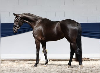 Niemiecki kuc wierzchowy, Klacz, 3 lat, 157 cm, Skarogniada